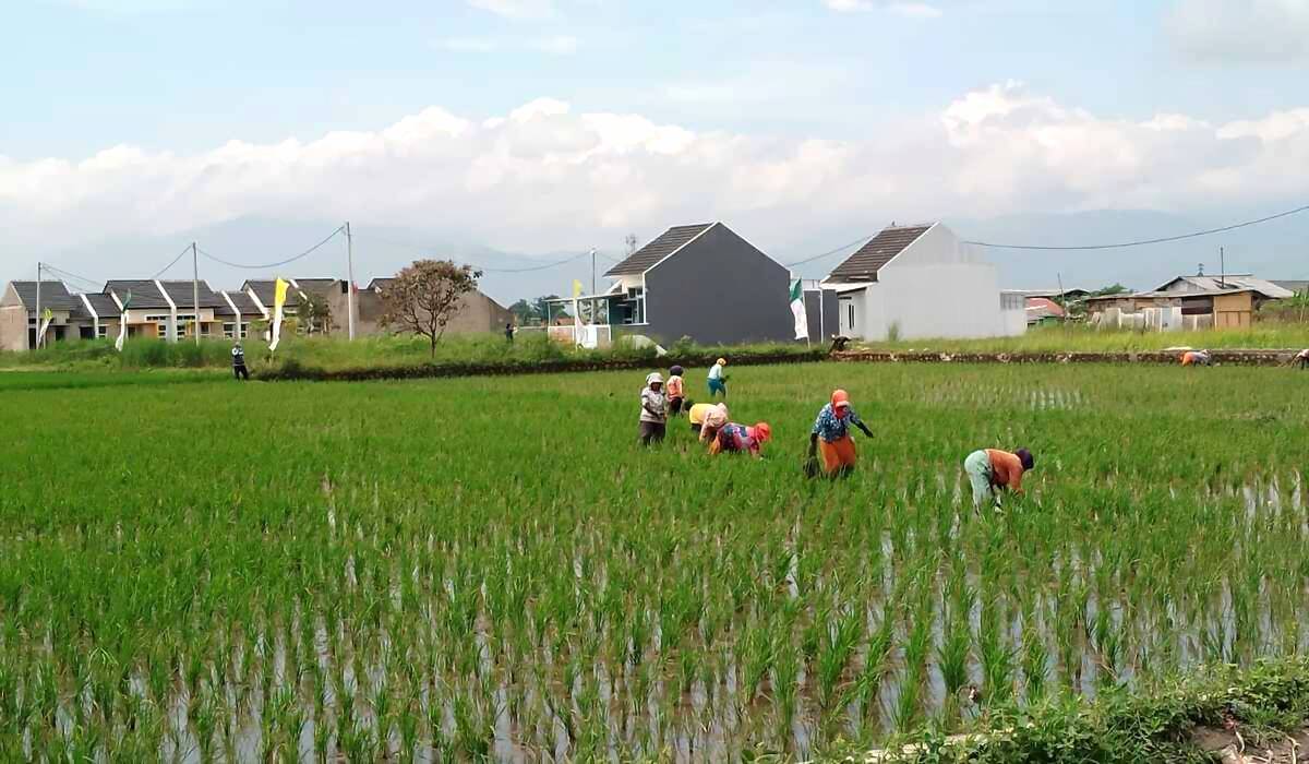 Dampak Musim Kemarau