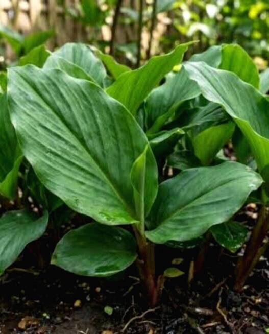 Daun Kencur