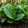 Daun Kencur