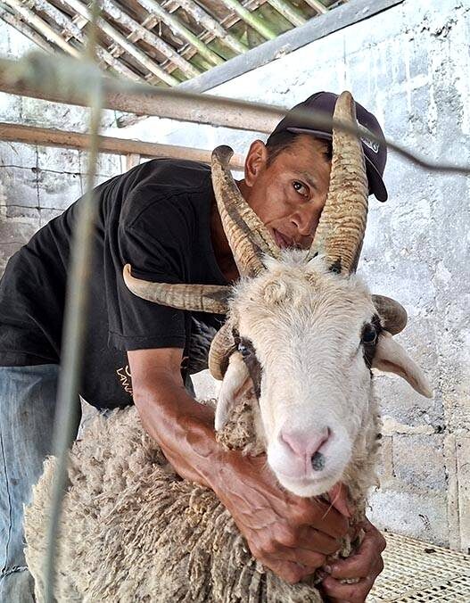 Domba Unik Punya Lima Tanduk
