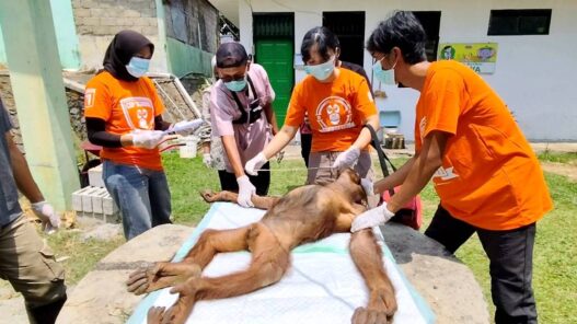 Dua Orangutan Serulingmas Periksa Kesehatan