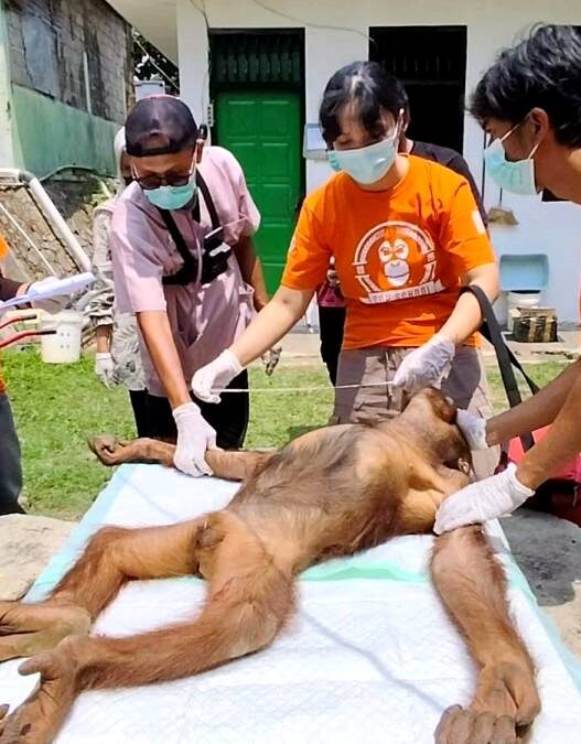 Dua Orangutan Serulingmas Periksa Kesehatan