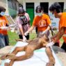 Dua Orangutan Serulingmas Periksa Kesehatan