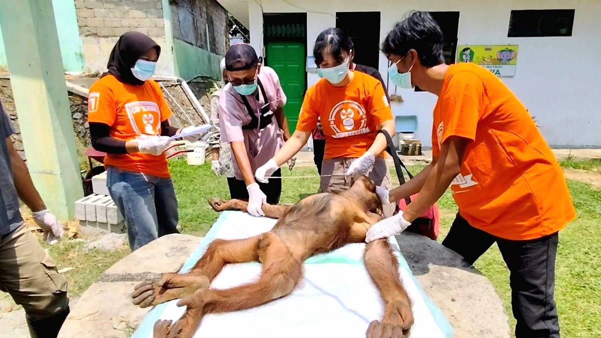 Dua Orangutan Serulingmas Periksa Kesehatan