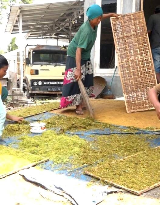 Harga Tembakau Naik, Petani Makin Optimistis
