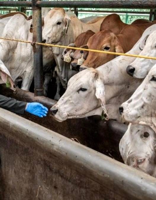 Impor Sapi Hidup Capai 92,7 Ribu Ton