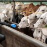Impor Sapi Hidup Capai 92,7 Ribu Ton