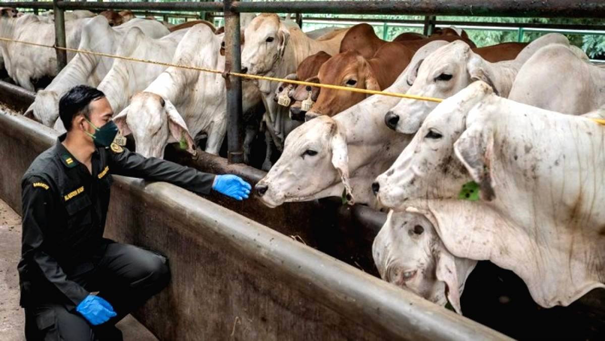 Impor Sapi Hidup Capai 92,7 Ribu Ton