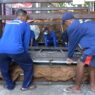 Jadi Modal Meski Sulit di Awal