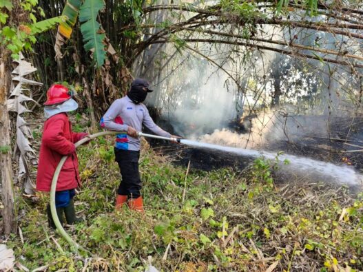 Kebakaran Lahan Capai 49 Kasus