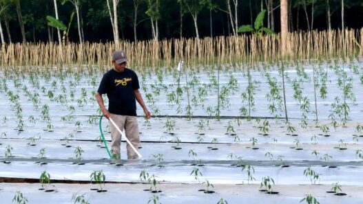 Kemarau Bikin Cabai Layu dan Mati
