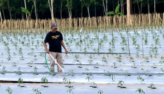 Kemarau Bikin Cabai Layu dan Mati