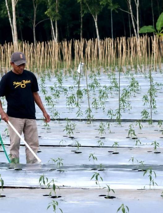 Kemarau Bikin Cabai Layu dan Mati
