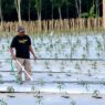 Kemarau Bikin Cabai Layu dan Mati