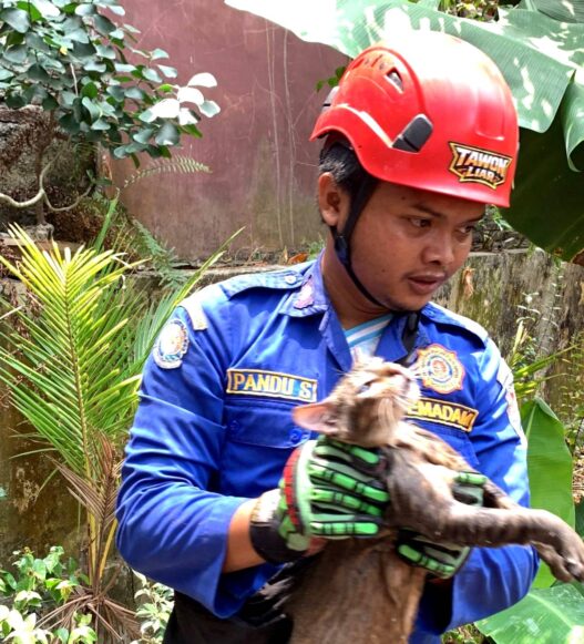 Kucing Jatuh ke Sumur Sedalam 6 Meter