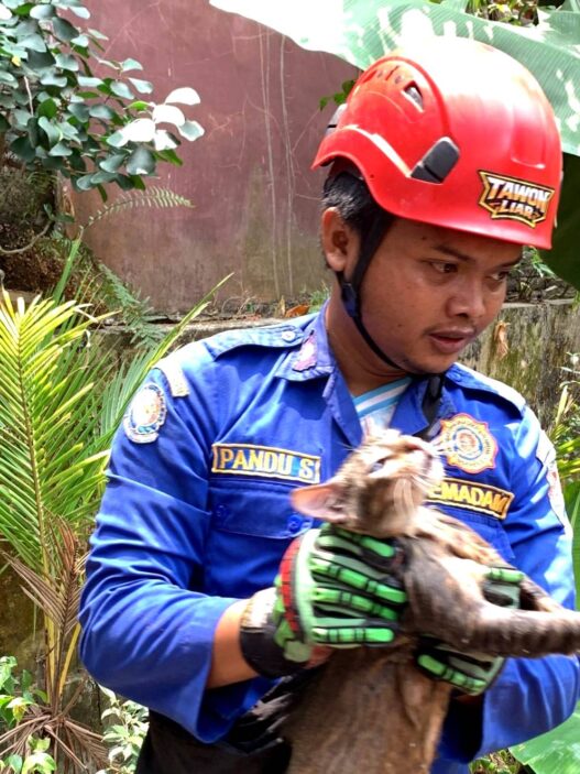Kucing Jatuh ke Sumur Sedalam 6 Meter