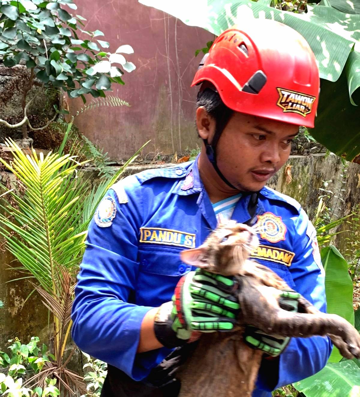 Kucing Jatuh ke Sumur Sedalam 6 Meter