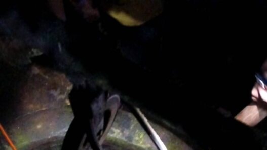 Kucing Tercebur, Warga Ikut Jatuh
