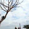 Lima Pohon Diduga Sengaja Dibakar