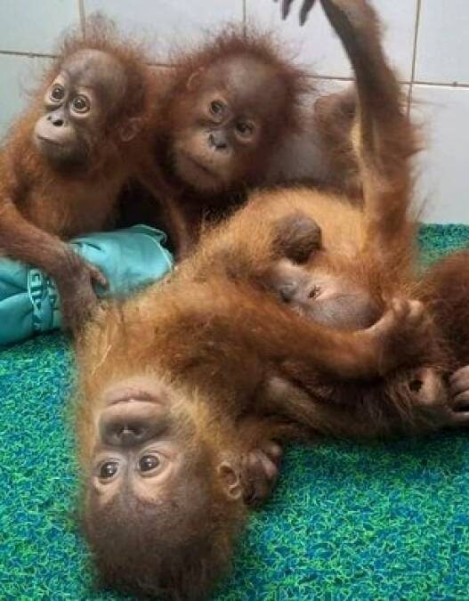 Misteri Bayi Orang Utan di Hutan India