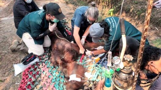 Orangutan Mati Terdampak Asap Karhutla