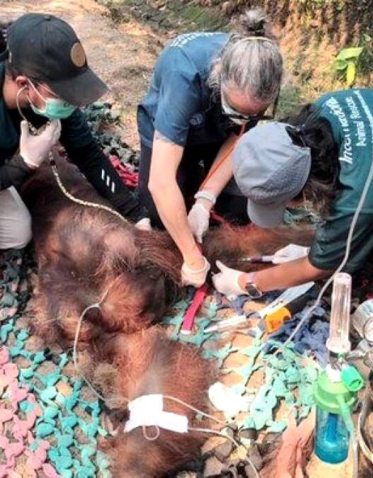 Orangutan Mati Terdampak Asap Karhutla