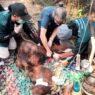 Orangutan Mati Terdampak Asap Karhutla