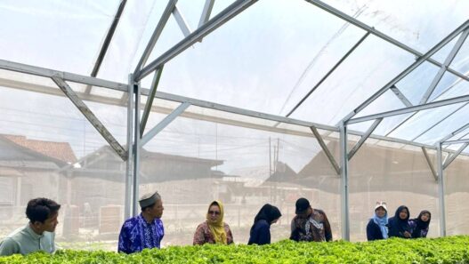 Panen Perdana Terserap Dapur MBG