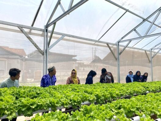 Panen Perdana Terserap Dapur MBG