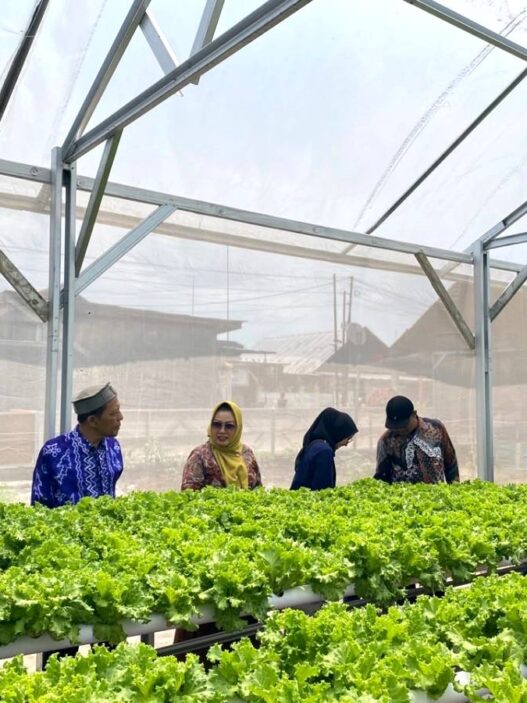 Panen Perdana Terserap Dapur MBG