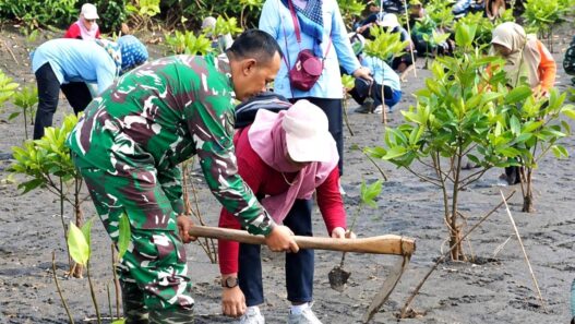 Tanam Mangrove dan Kopi Liberika di Pantai Sodong