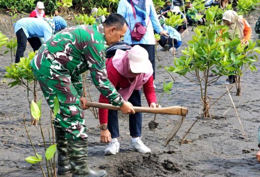 Tanam Mangrove dan Kopi Liberika di Pantai Sodong