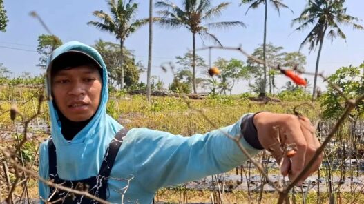 Tanaman Cabai Mengering hingga 50 Persen