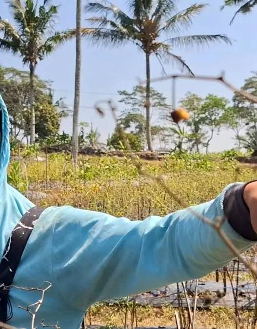 Tanaman Cabai Mengering hingga 50 Persen