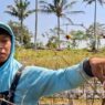Tanaman Cabai Mengering hingga 50 Persen